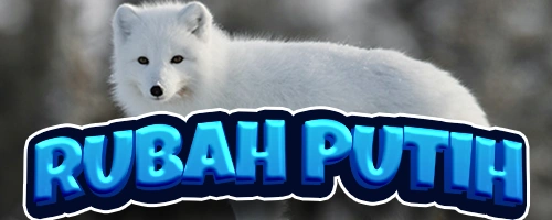 Rubah Putih Hack